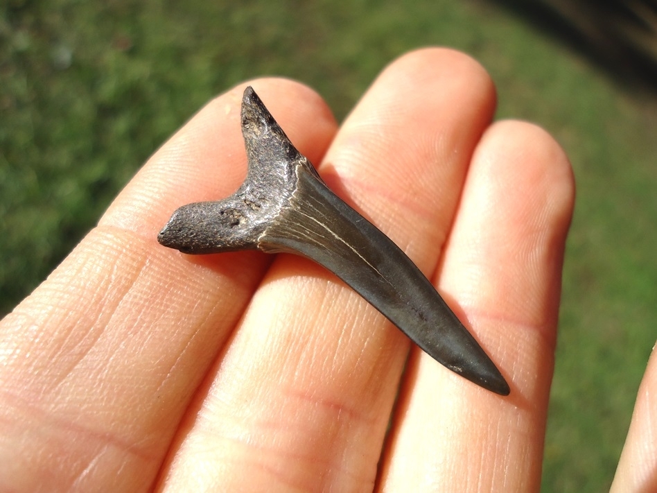 Large image 2 Rare Cretaceous Goblin Shark Tooth