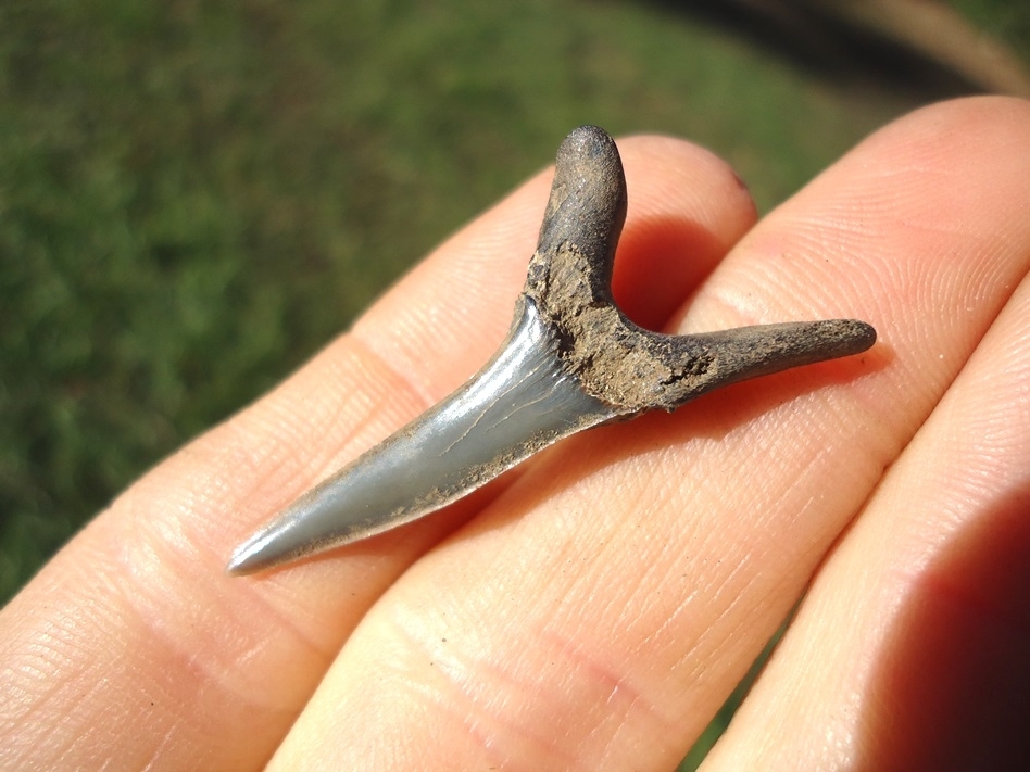 Large image 2 Rare Cretaceous Goblin Shark Tooth