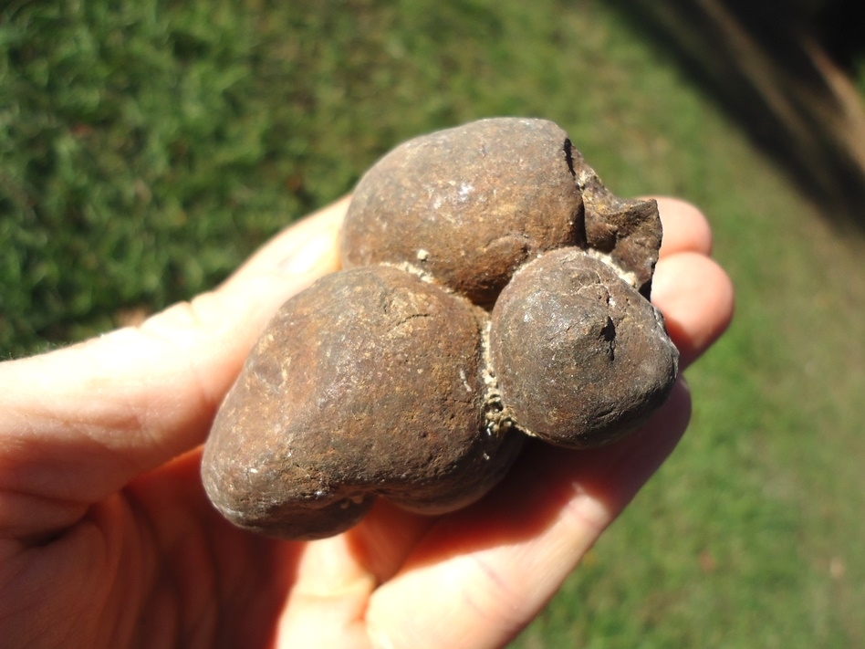 Large image 3 Super Detailed Coprolite