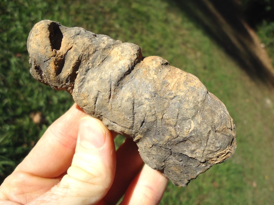 Large image 1 Super Rippled Coprolite