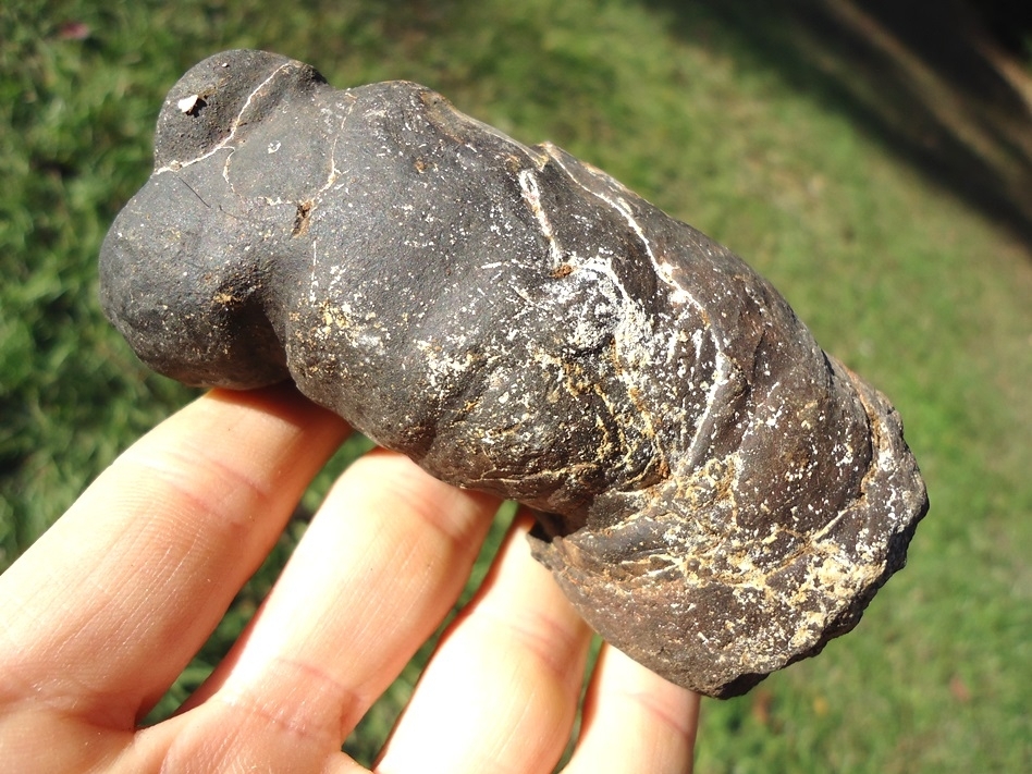 Large image 3 Nice Quality Coprolite