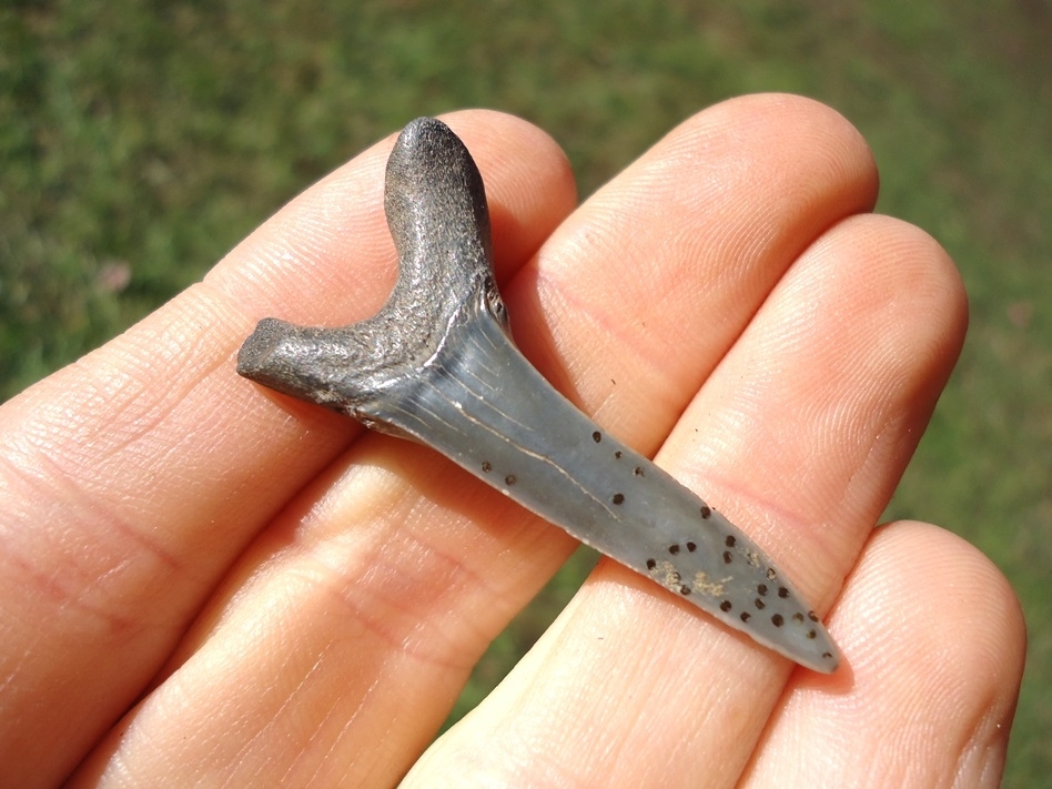 Large image 1 Rare Cretaceous Goblin Shark Tooth