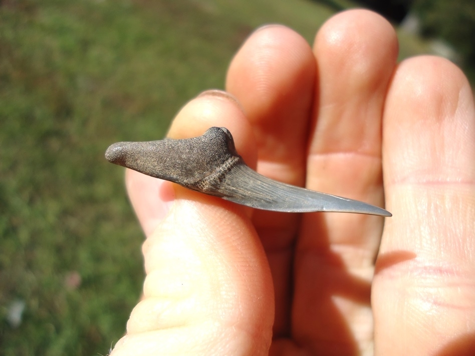 Large image 2 Rare Cretaceous Goblin Shark Tooth