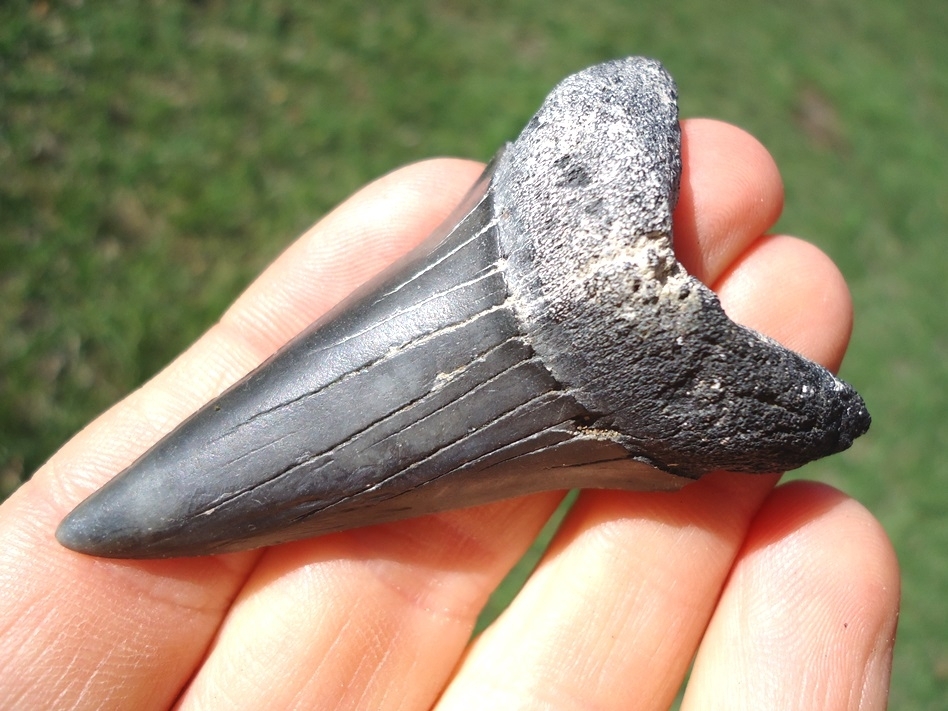 Large image 2 Nice Lower Hastalis Shark Tooth