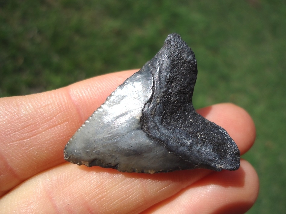 Large image 3 Unique Hubbell Megalodon Shark Tooth