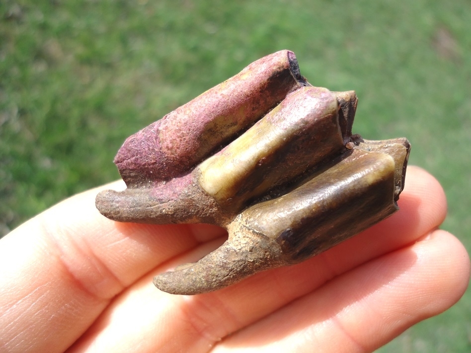 Large image 3 Colorful Rooted Llama Molar