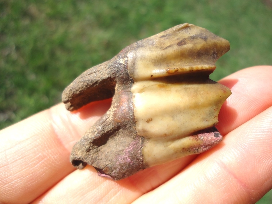 Large image 4 Colorful Rooted Llama Molar