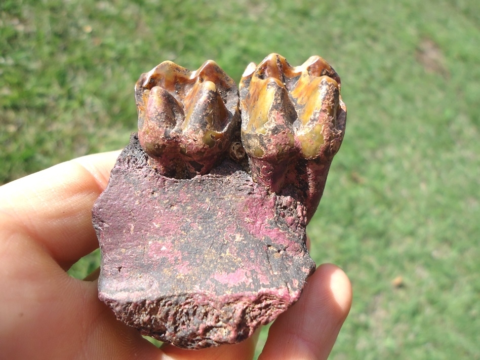 Large image 1 Tapir Maxilla with Two Gorgeous Teeth