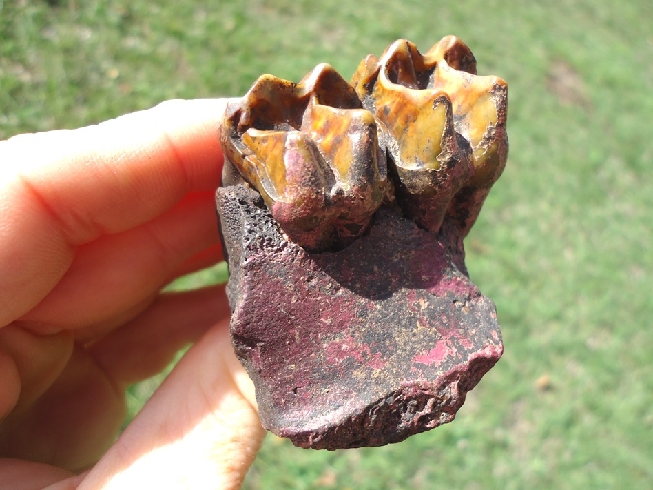 Large image 5 Tapir Maxilla with Two Gorgeous Teeth