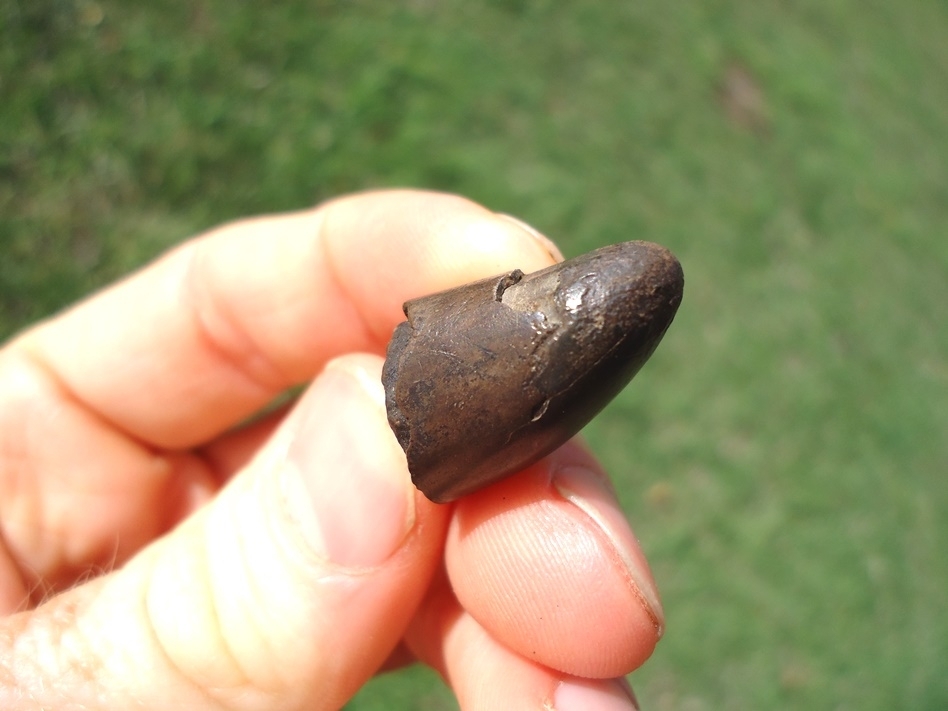 Large image 1 Juvenile Mastodon Tusk Tip