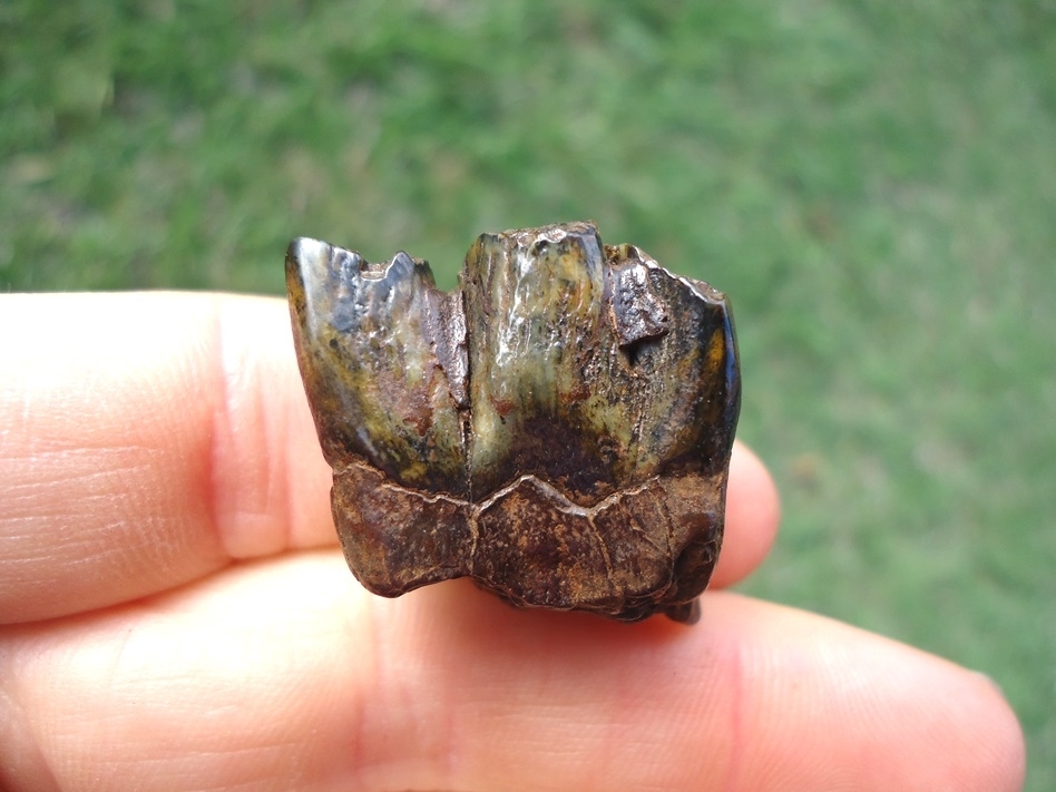 Large image 1 Uncommon Colorful Bison Premolar