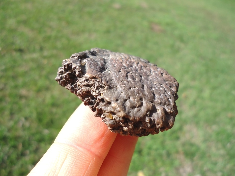 Large image 1 Highly Detailed Glyptodon Scute