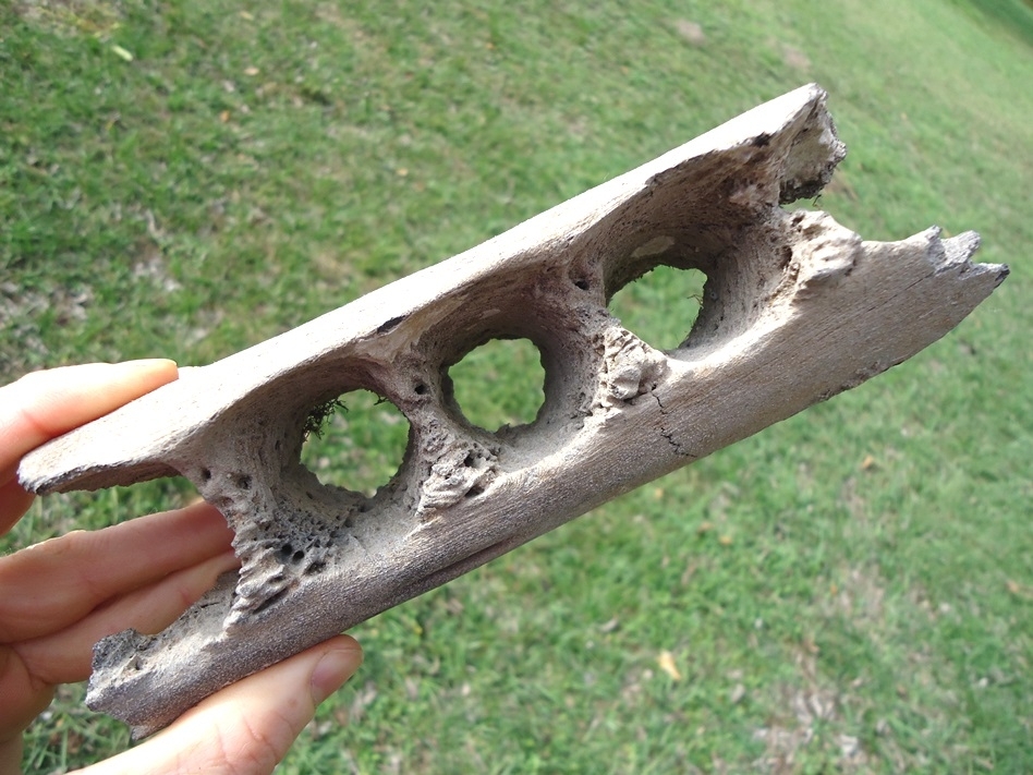 Large image 1 Very Rare Sperm Whale Mandible