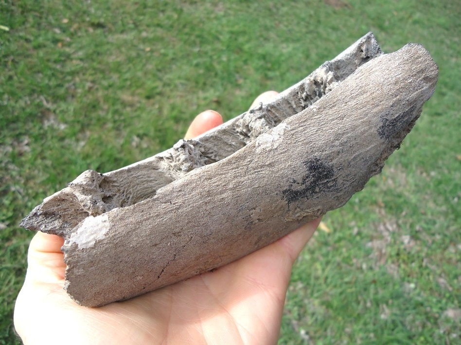 Large image 2 Very Rare Sperm Whale Mandible