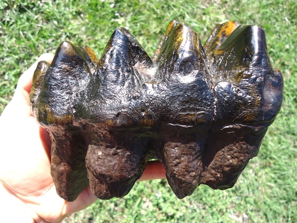 Large image 2 Insane Ultra Colorful Five Hump Mastodon Tooth