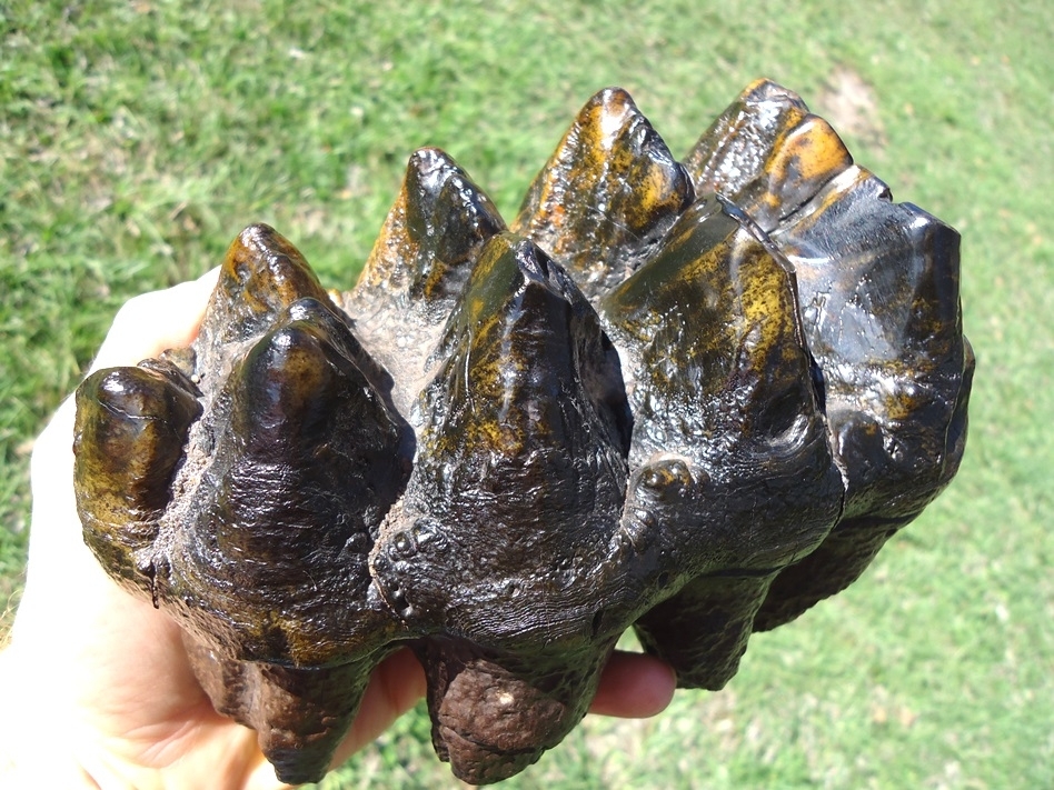 Large image 3 Insane Ultra Colorful Five Hump Mastodon Tooth