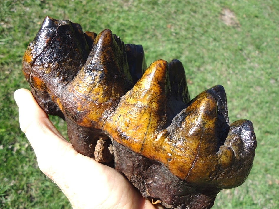 Large image 4 Insane Ultra Colorful Five Hump Mastodon Tooth