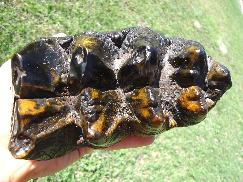 Large image 6 Insane Ultra Colorful Five Hump Mastodon Tooth