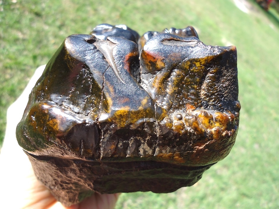 Large image 7 Insane Ultra Colorful Five Hump Mastodon Tooth