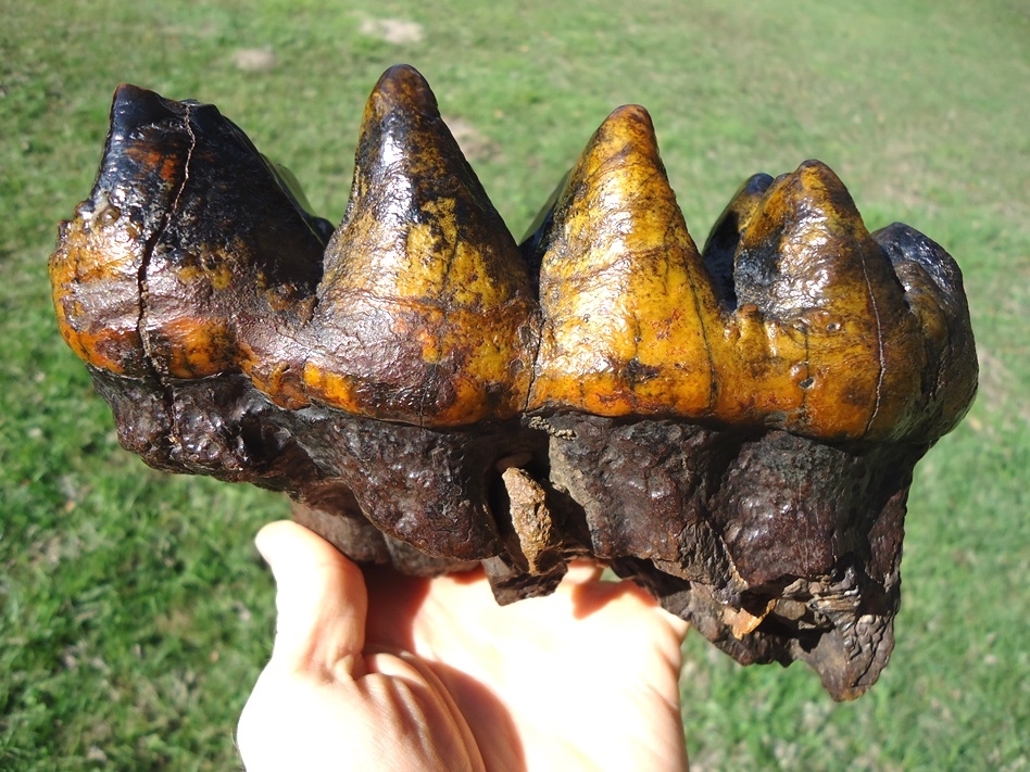 Large image 10 Insane Ultra Colorful Five Hump Mastodon Tooth