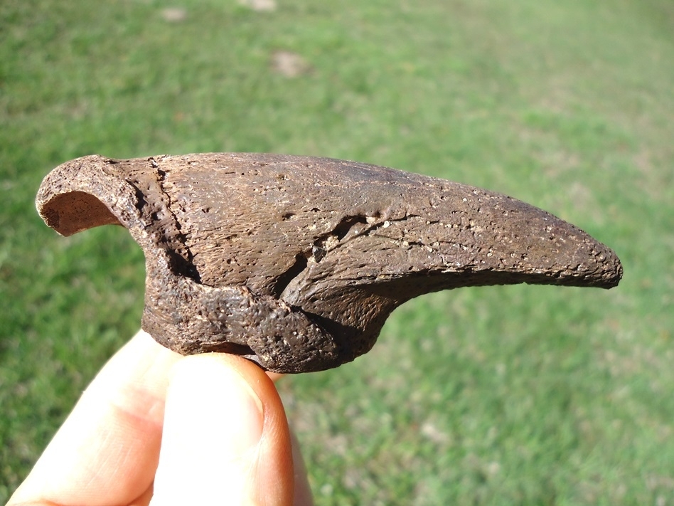 Excellent Paramylodon Sloth Claw Core | Recently Sold | FOSSILS ...