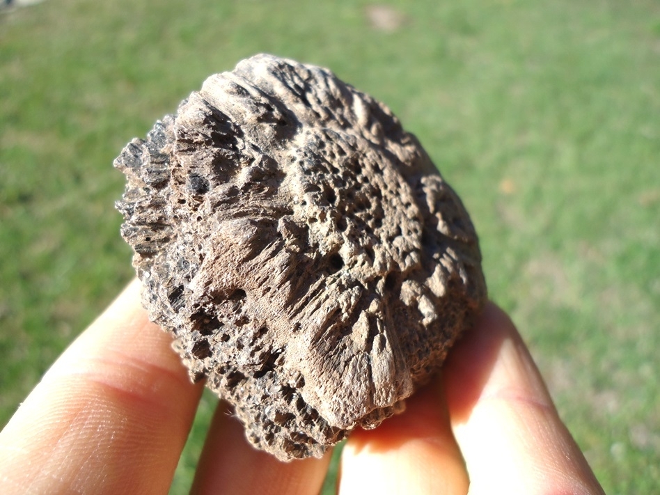 Large image 1 Super Thick Glyptodon Scute