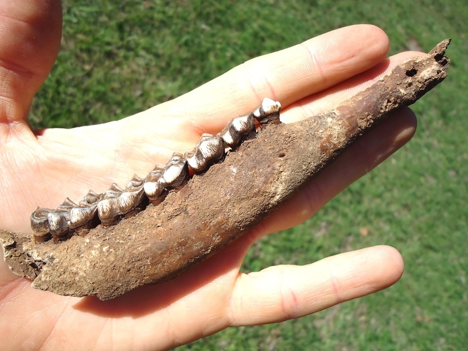 Large image 3 Excellent Deer Mandible with Six Teeth Intact