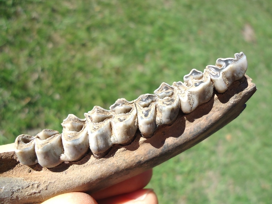 Large image 2 Choice Deer Mandible with Five Teeth