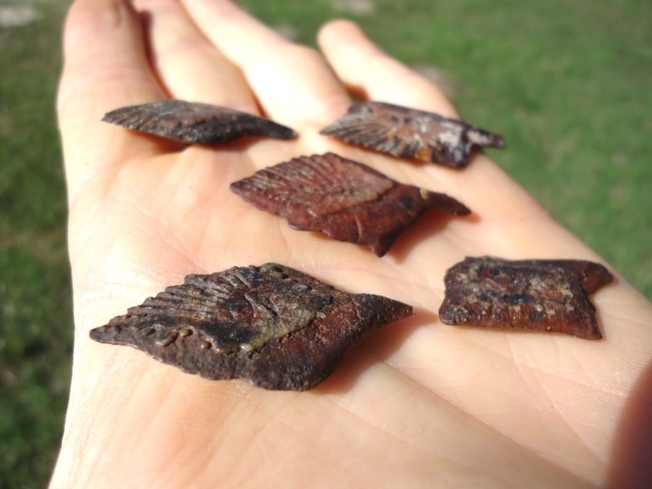 Large image 1 Five Top Quality Alligator Gar Scales