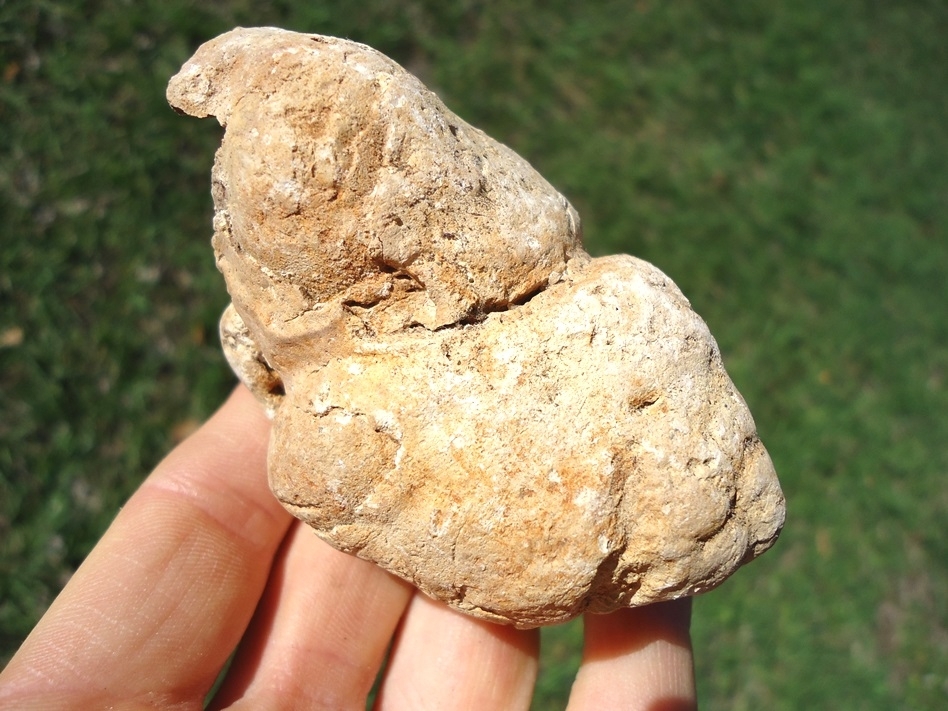 Large image 1 Super Fat Coprolite