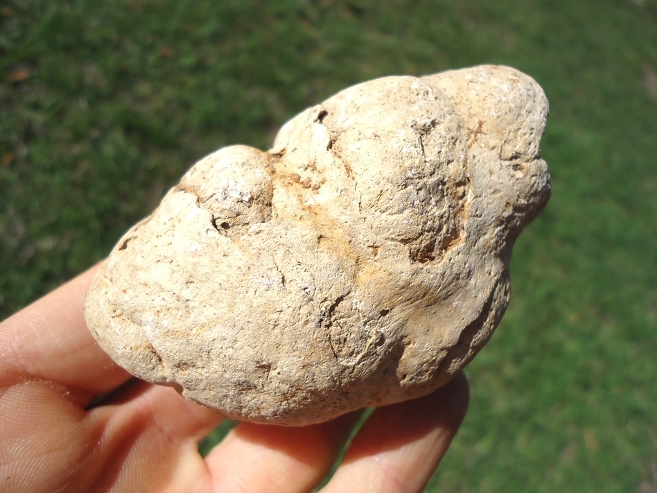 Large image 2 Super Fat Coprolite