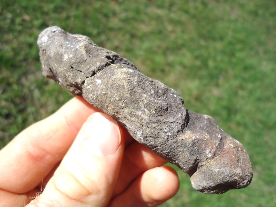 Large image 2 Long, Skinny Coprolite