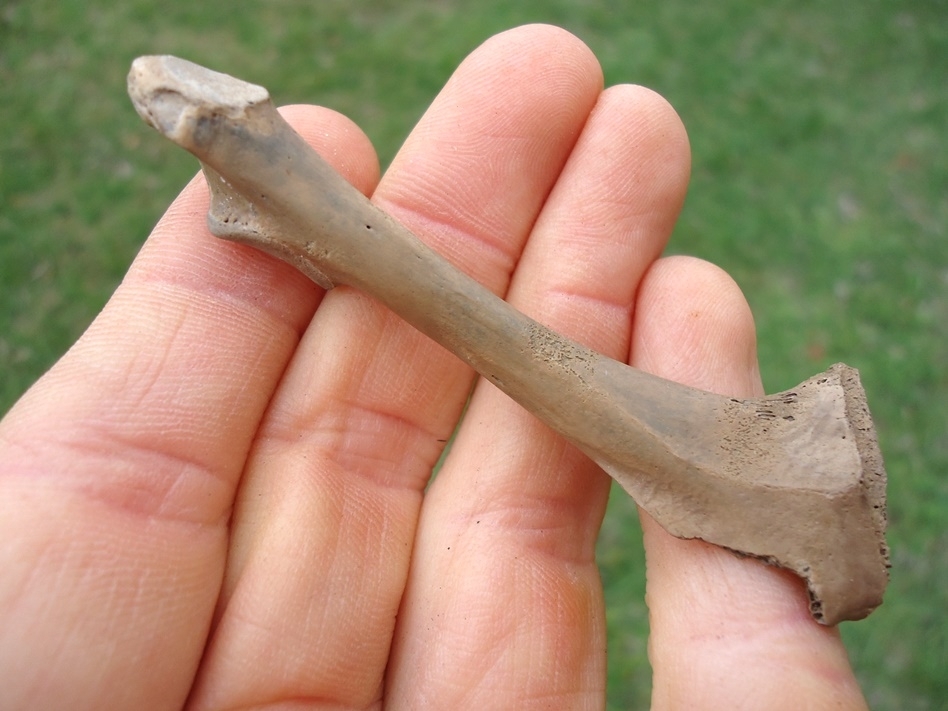 Large image 1 Double-Crested Cormorant Coracoid