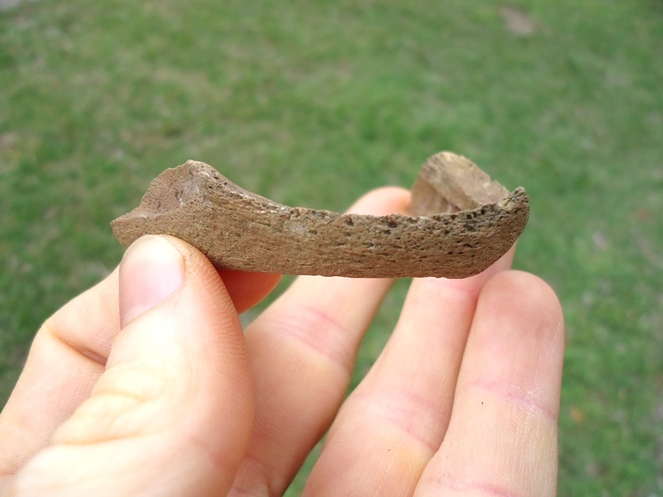 Large image 2 Very Rare Common Snapping Turtle Mandible