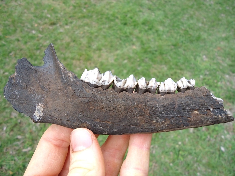 Large image 1 Awesome Deer Mandible with Five Teeth