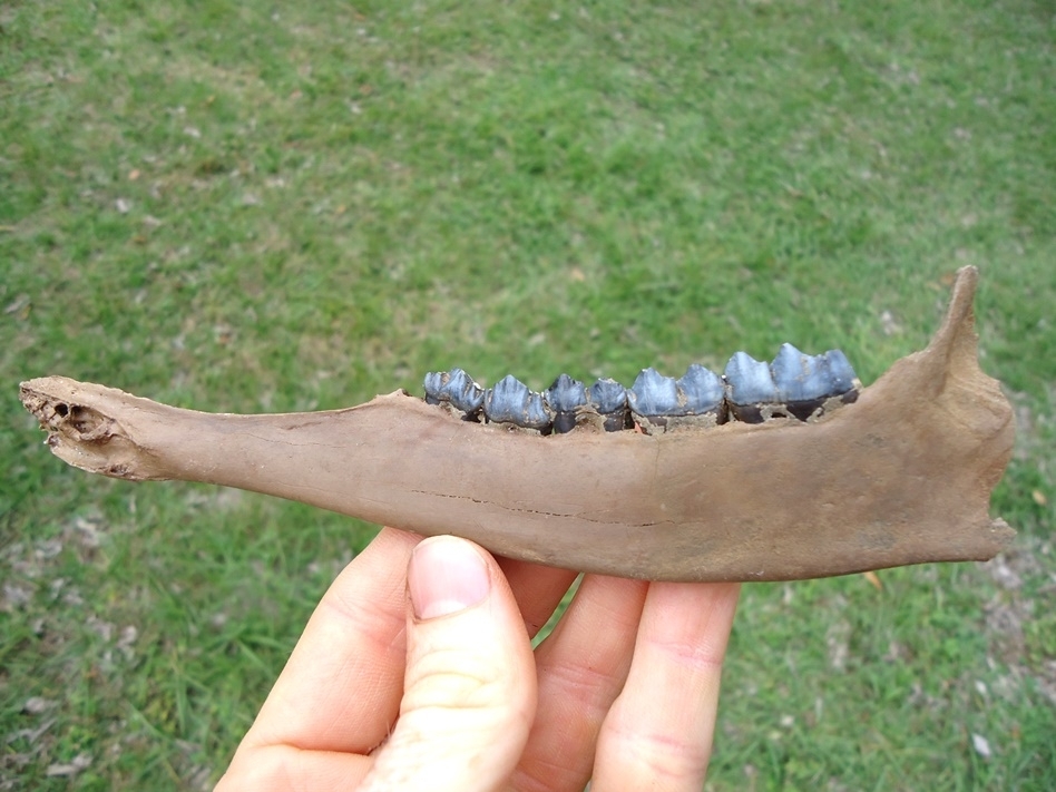 Large image 1 The Finest Deer Mandible with Blue Teeth