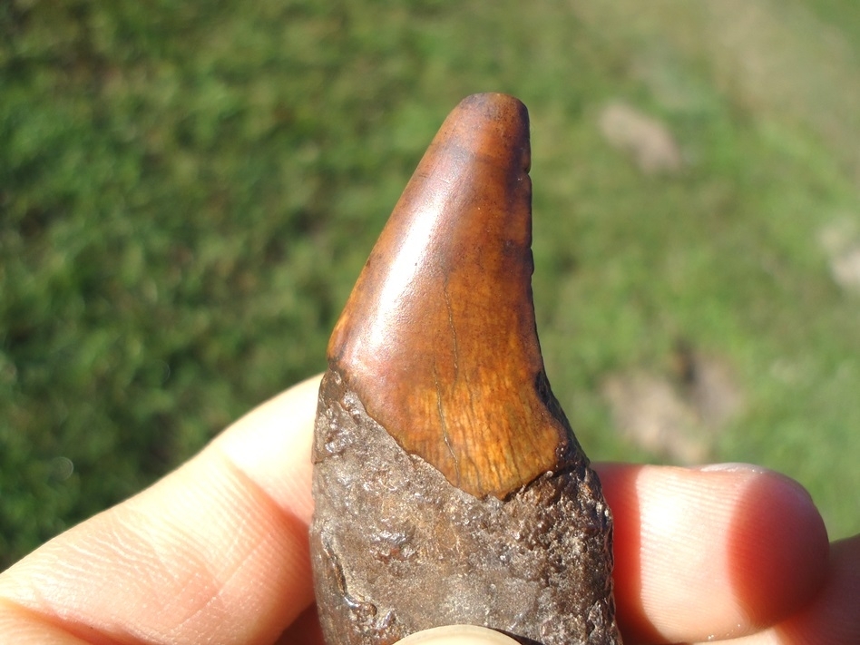 Large image 5 Stunning Spectacled Bear Canine with Orange Enamel