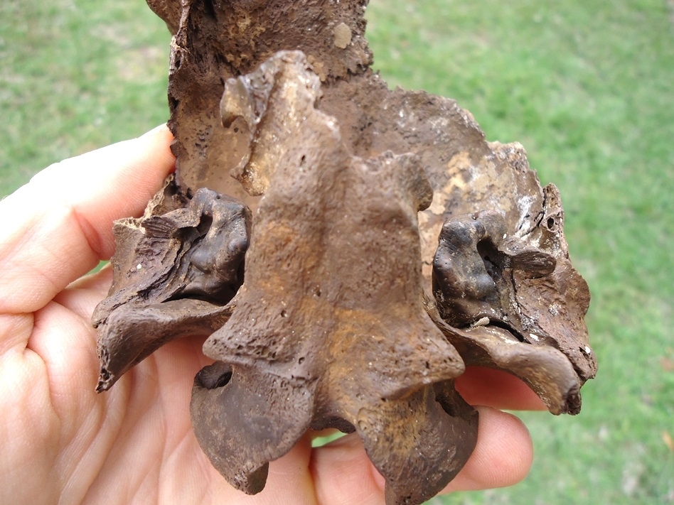 Large image 4 Fascinating White-Tailed Deer Buck Skull with Antler