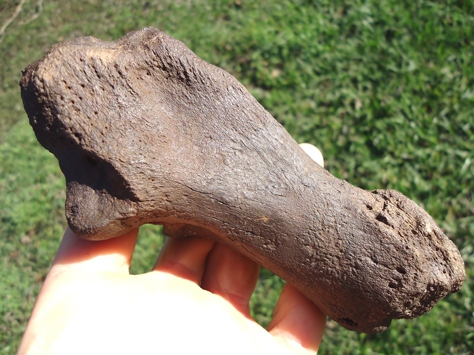 Large image 3 Excellent Camelid Calcaneum