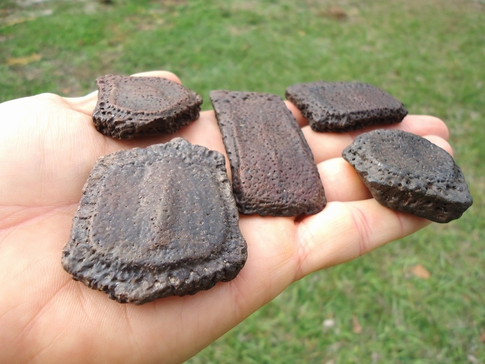 Large image 1 Five Choice Giant Armadillo Scutes