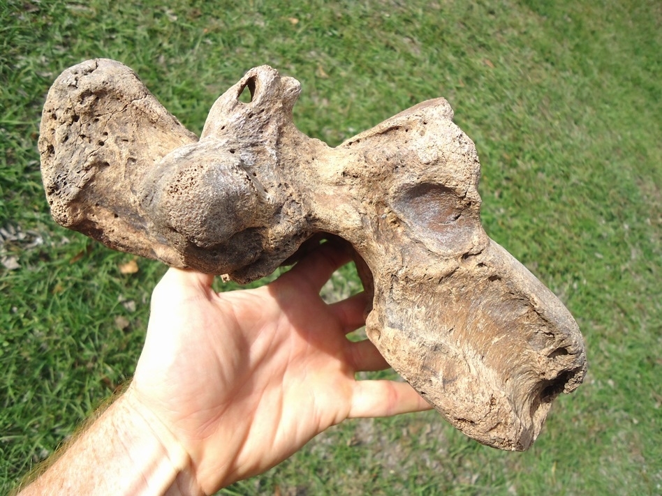 Large image 2 Beyond Rare Giant Ground Sloth Thoracic Vertebra