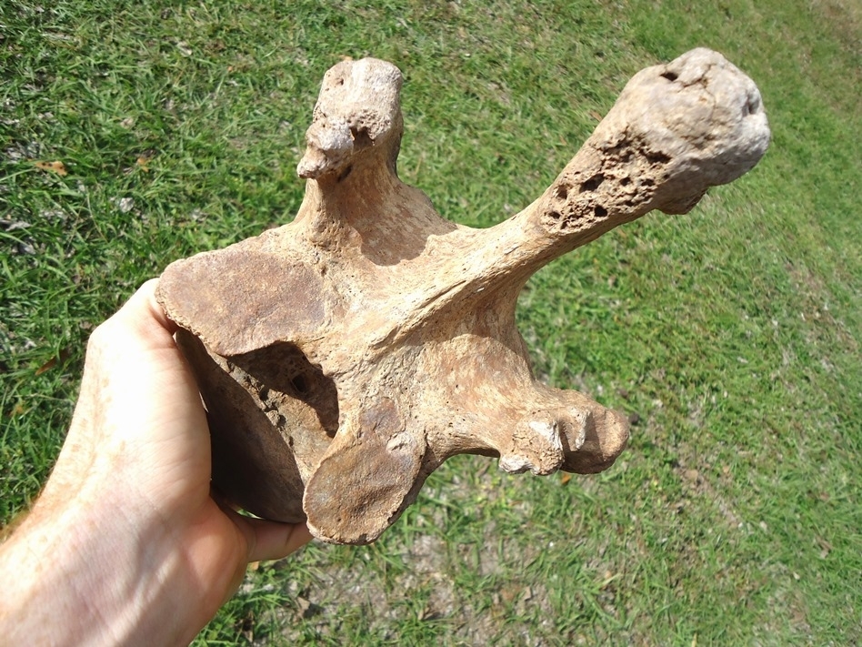 Large image 5 Beyond Rare Giant Ground Sloth Thoracic Vertebra