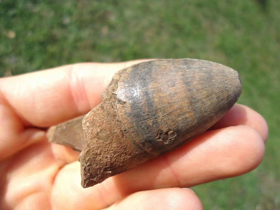 Large image 2 Record Size 2.5' Alligator Tooth