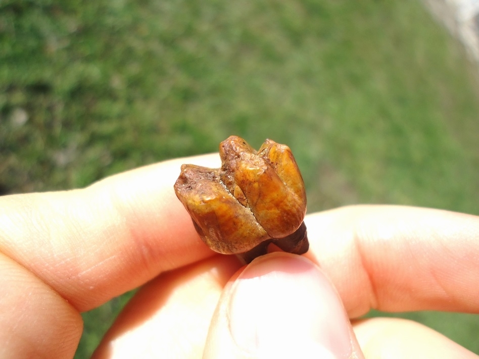 Large image 2 Stunning Orange Rooted Manatee Tooth