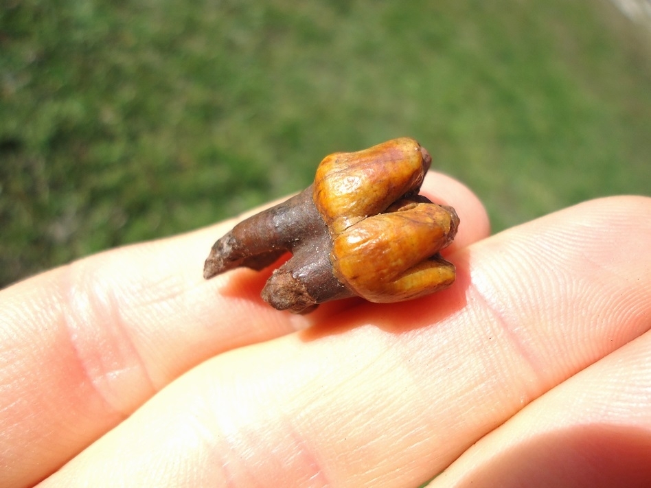 Large image 3 Stunning Orange Rooted Manatee Tooth