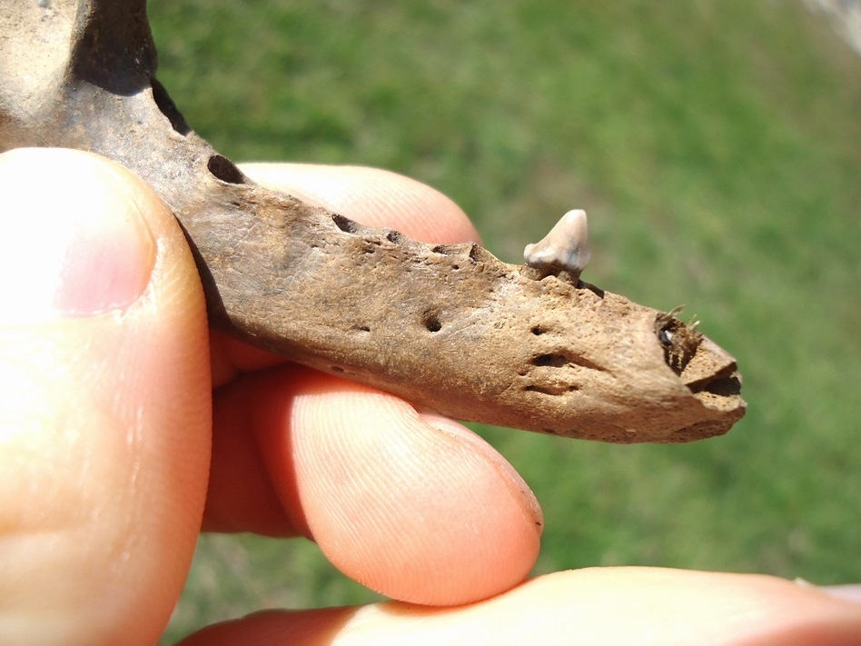 Large image 2 Raccoon Mandible with Premolar Intact