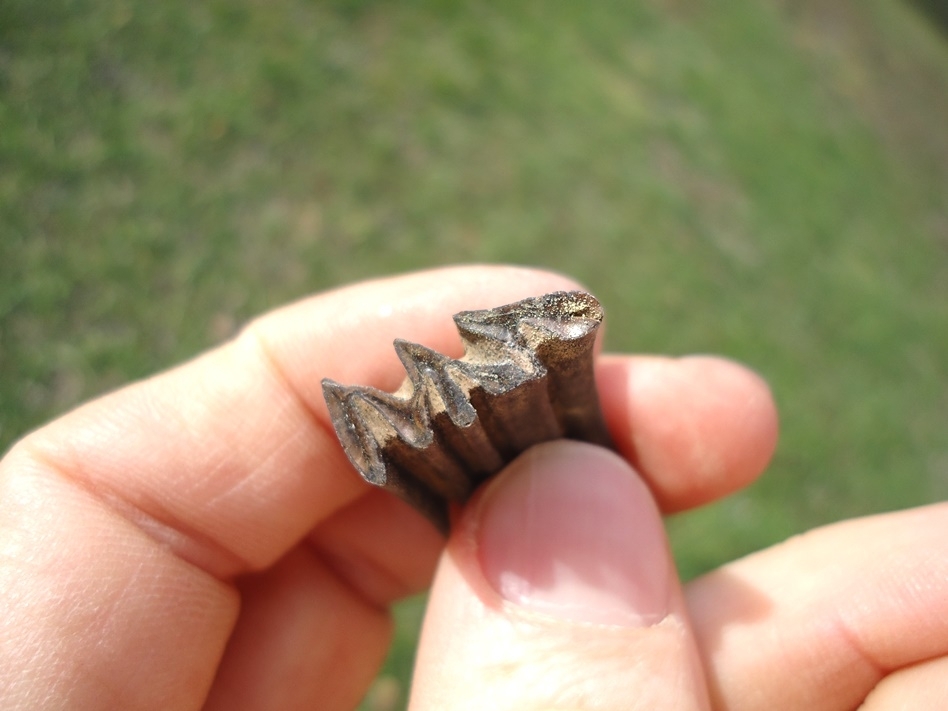 Large image 2 Nice Capybara Tooth