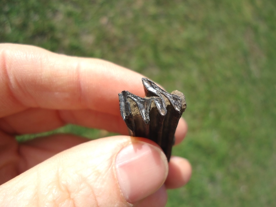 Large image 2 Nice Capybara Tooth