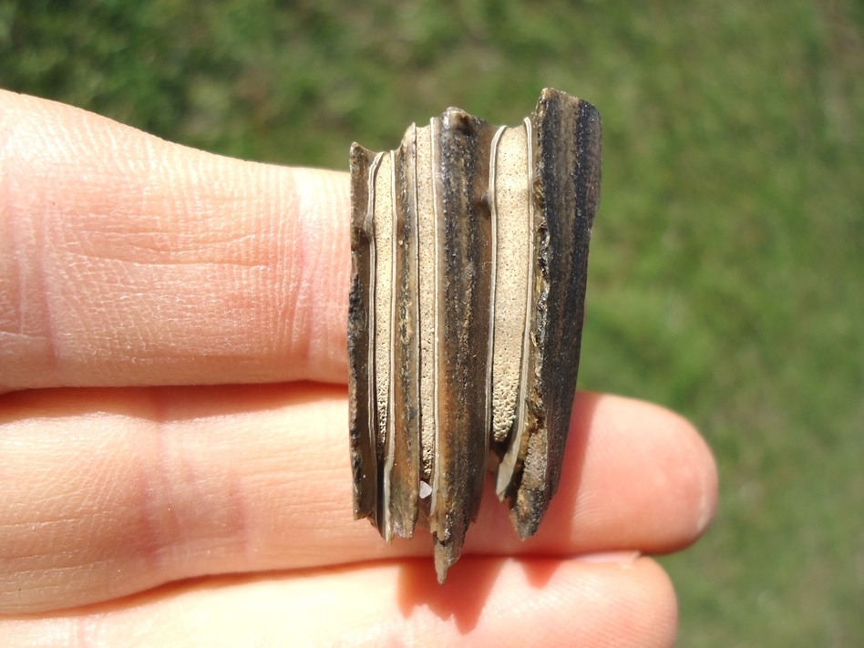 Large image 1 Nice Capybara Tooth