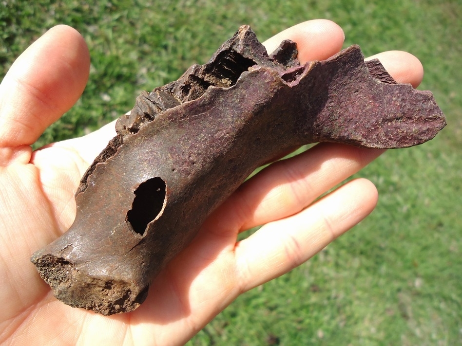 Large image 4 Excellent Capybara Mandible with One Tooth Intact